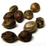 Семена марихуаны АК-47  (Seeds AK-47) в Себеже